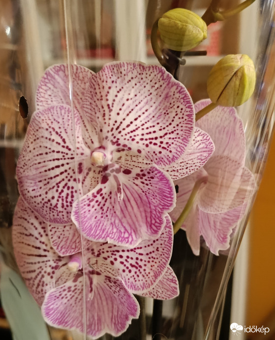 Benn a meleg szobában....