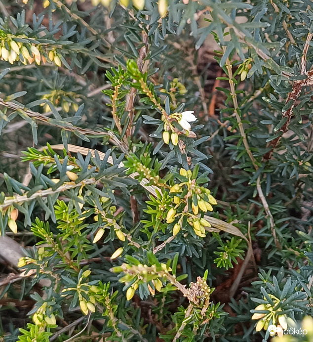 Van olyan merész,hogy virágzik,és még új hajtásai is vannak!