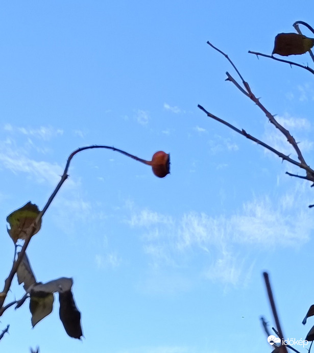 Ne legyél már olyan tüskés! Fúj a szél,de ragyog a Nap!