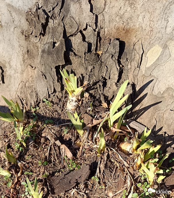 Csak jön már az a tavasz!...