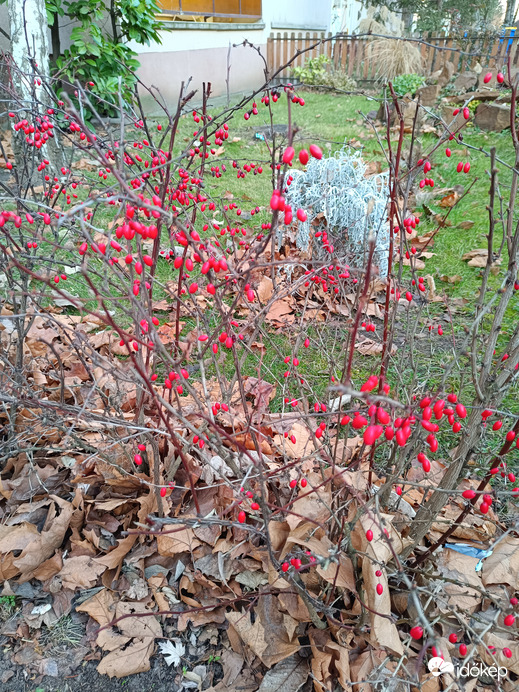Milyen jó színeset látni...