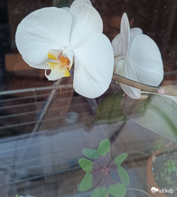 Az ablakon kifelé nézelődő...