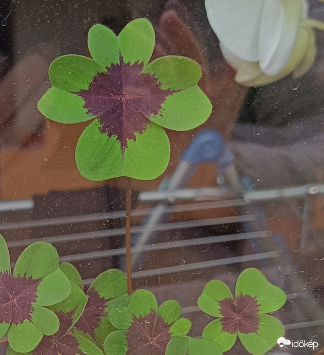 Ablakon kifelé kukucskálók