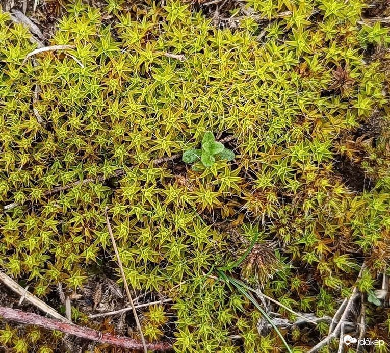 Megint egy kis színes...