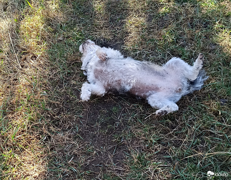 Lehetne óriási béka is-de ez a kutyám...