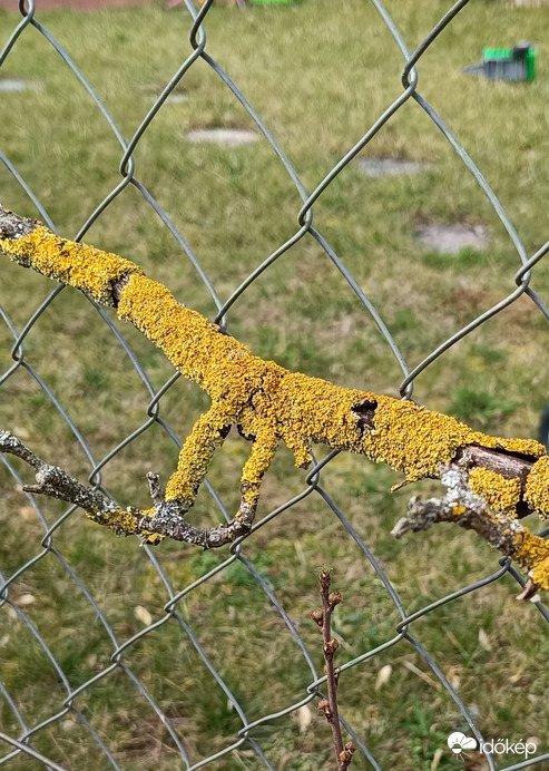 Még ilyen is előfordul a kertben