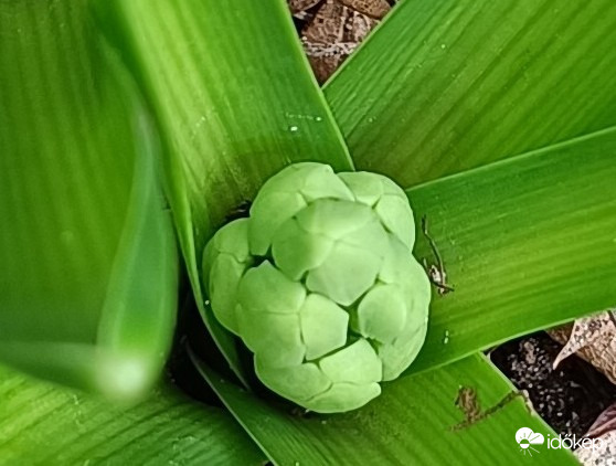 Úgy néz ki a pofim,mint egy kis tigris...