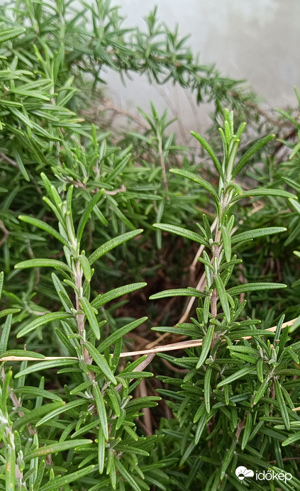 A rozmaringok is feszítenek!