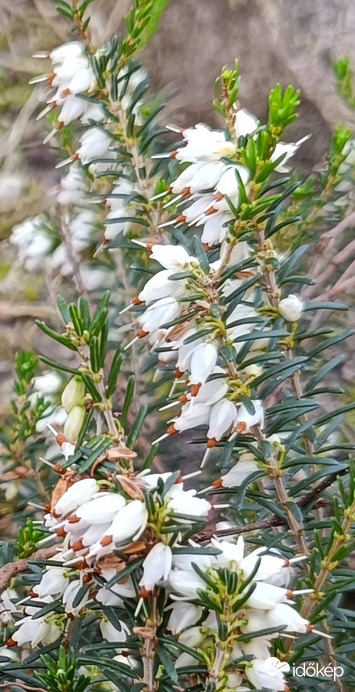Hanga új hajtásokkal