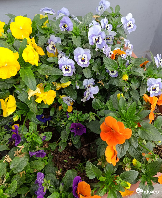 A városban jártam,Árvácskákat láttam,lencsevégre kaptam...