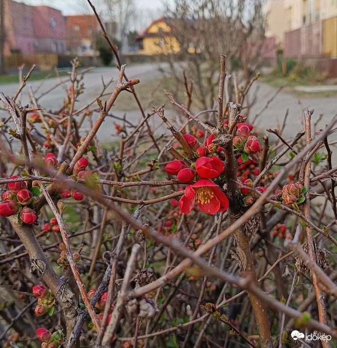 Nekem már sikerült kibontani a szirmaimat!