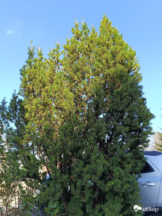 Tiszafa félárnyékban