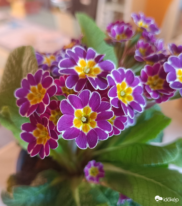 Hová ültessem?....