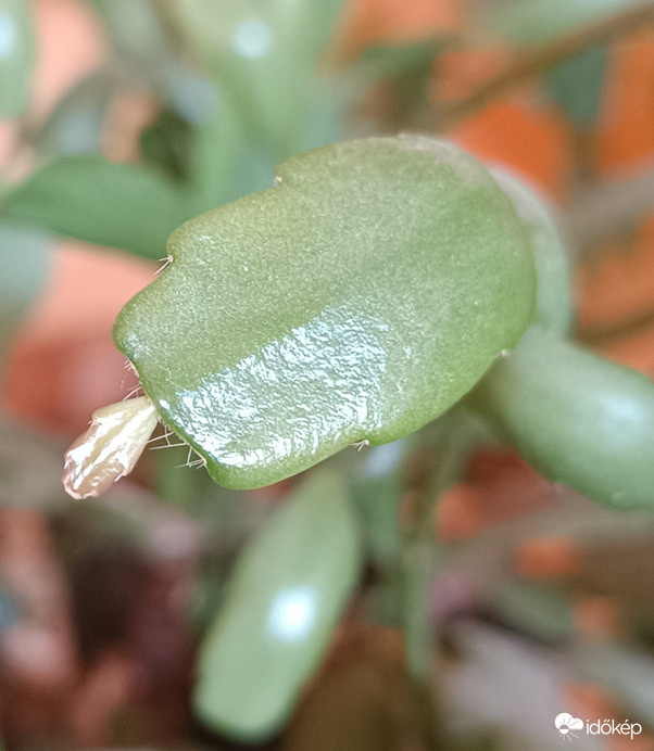 A benti növények is kihajtanak!