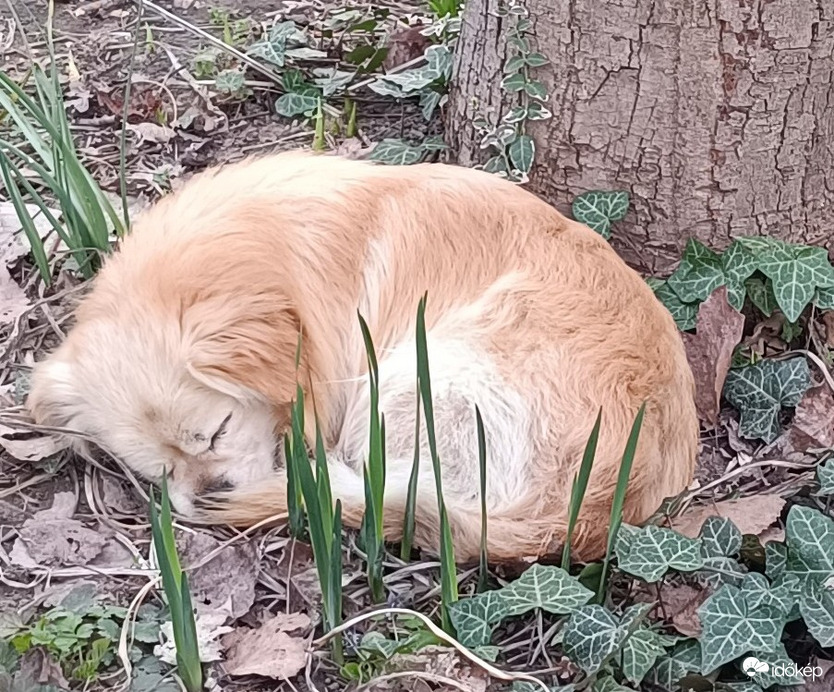 Éberen őrzöm a tanyát...