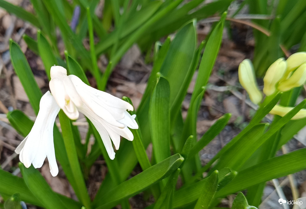 Én nyertem,szomszéd!
