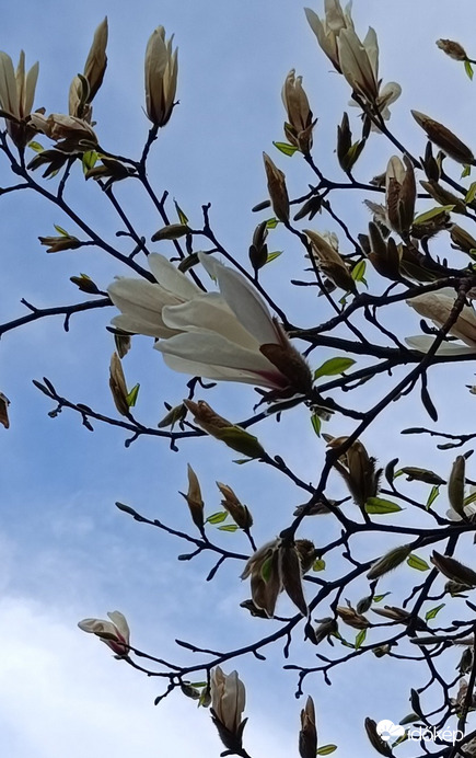 Jobban tetszik a rózsaszín,de azért ez is szép...
