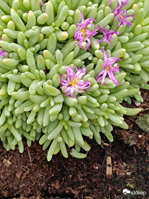 Holnap megyünk a sziklakertbe!