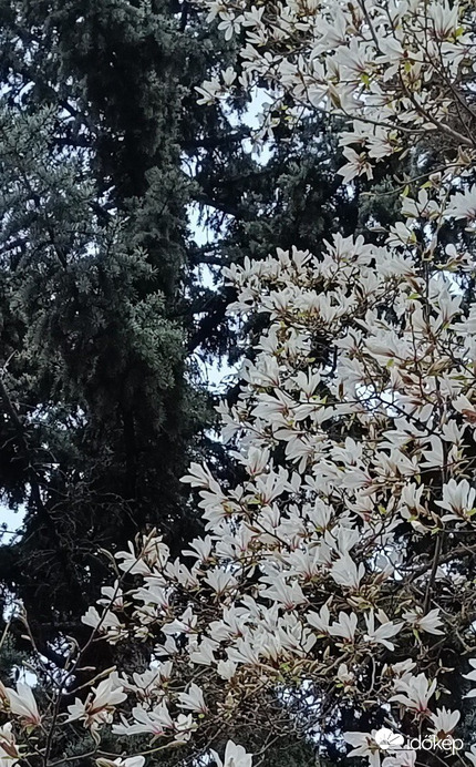 A virágcsokor mellé kérünk egy kis zöldet....