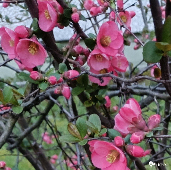 Most nem vörös,hanem rózsaszín...