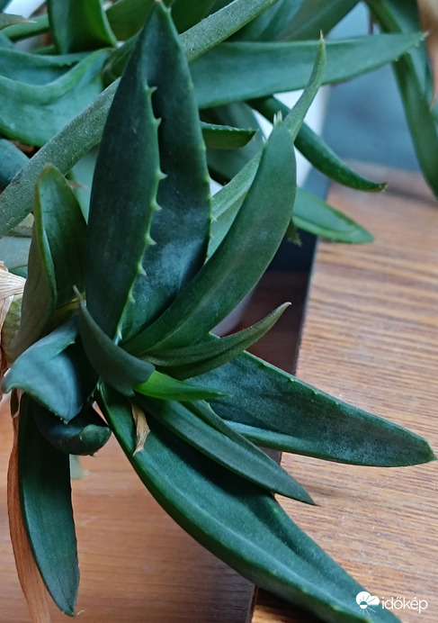 Most benn fényképezünk. Aloe Vera gyűjteményem egyike