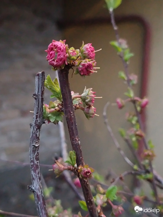 Nemsokára kinyílik a babarózsa