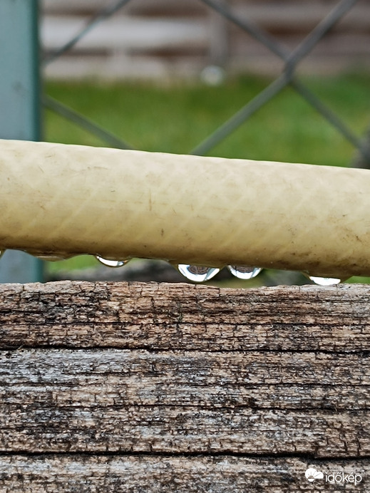 Haha... Megöntözték az öntözőcsövet...