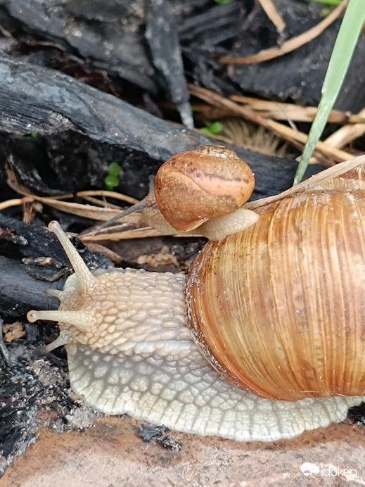 Apa ne siess annyira! Félek!