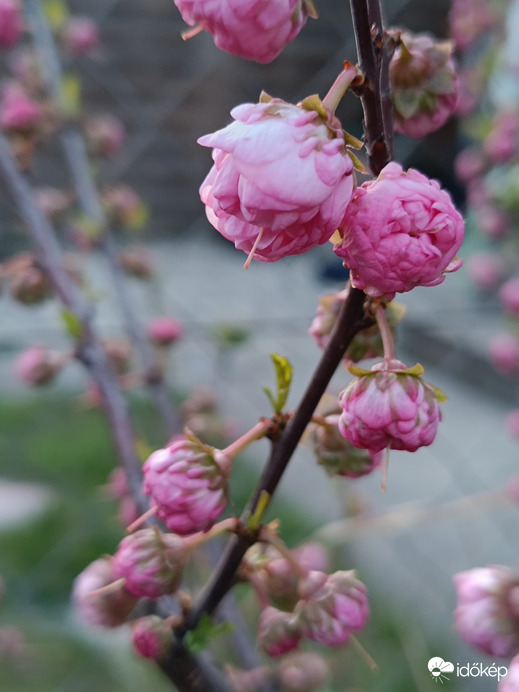 Bontogatja már a szirmait!