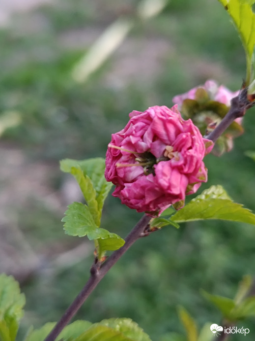 Még bimbós állapotban a babarózsa
