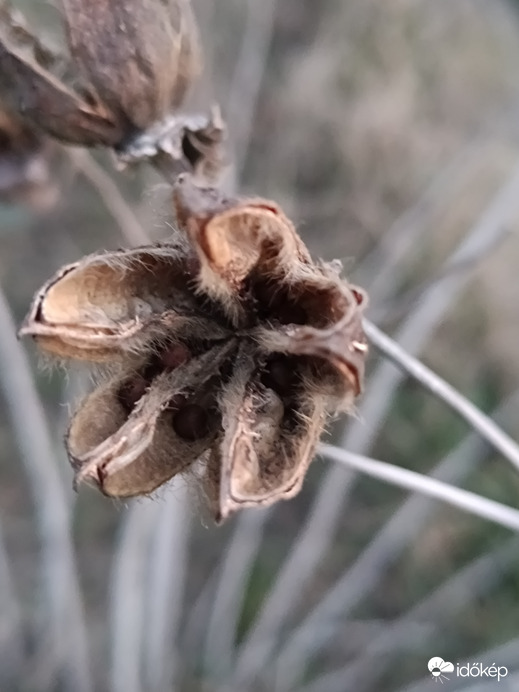 Ennyi maradt a tavalyi gyönyörűséges mocsári hibiszkuszból...