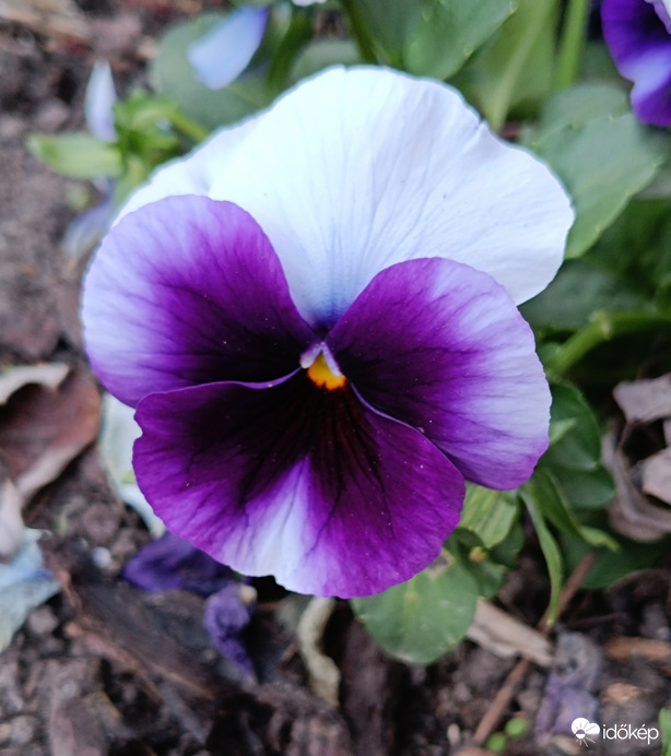 Mindenkinek Boldog Húsvétot kívánok! Locsoljatok meg engem is!