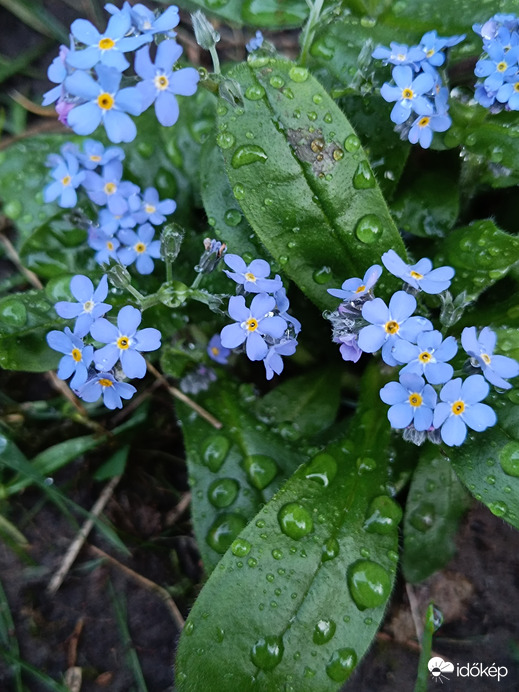 Kiültettem,meglocsoltam...