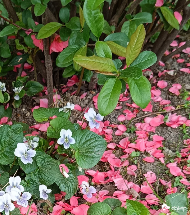 Lehullott szirmok között...