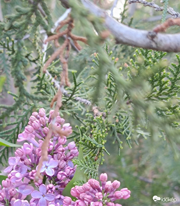 Mi történt? Kivirágzott a tuja??