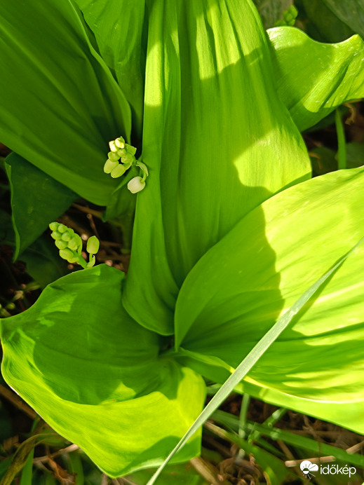 Csak nem a "májusi" gyöngyvirág??