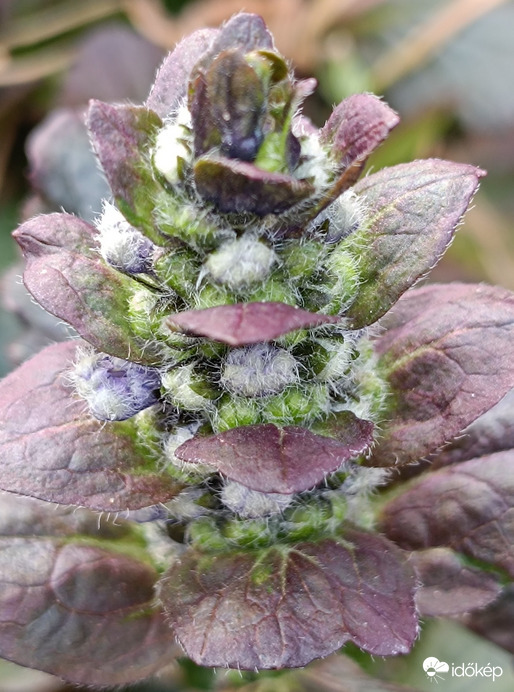 Majd később lila virágaim lesznek!