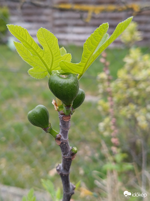 Haha! Olyan,mintha agancsom lenne!...