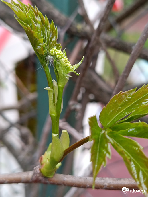 Beindult a vadszőlő is!