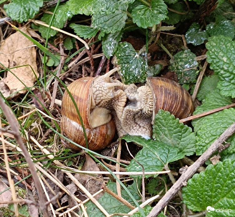 Egy csiga,két csiga,száz csiga-jajj!!