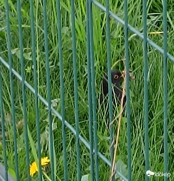 Ki bújkàl a kertben?