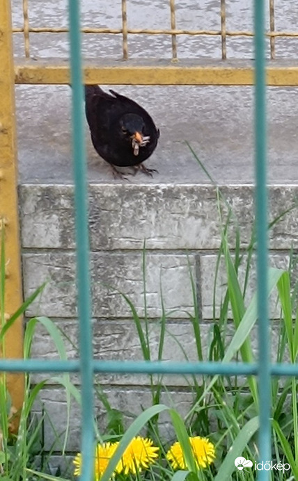 Nézd,mit találtam!