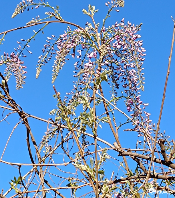 Nemsokára kinyílik nálunk is a lila akác...