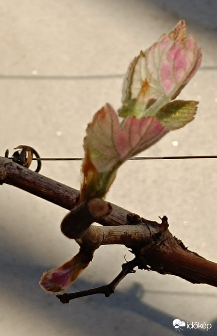 A szőlő is bontogatja leveleit