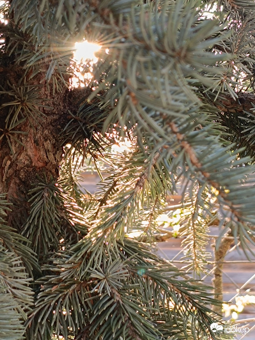 Pénteki naplemente elött