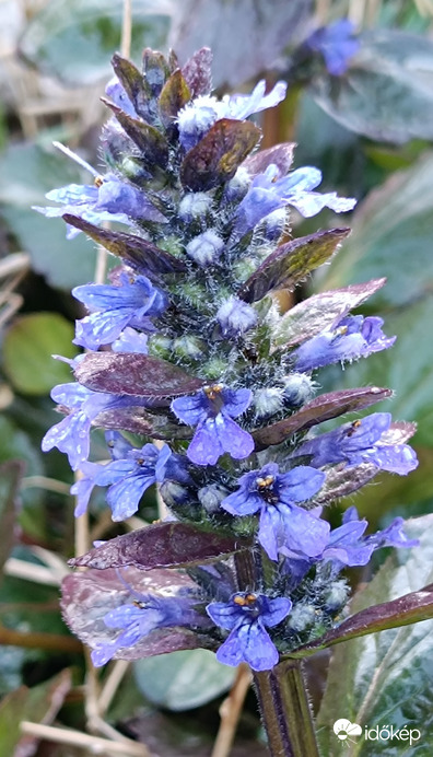 Egyre többen vagyunk...