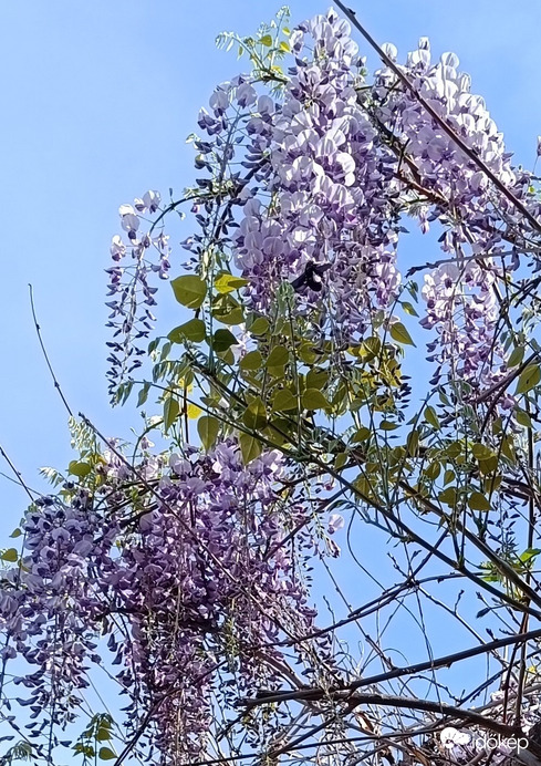 Nálunk is kinyílt!