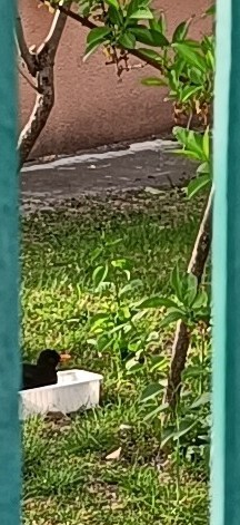 Itt is fürdik egy rigó...