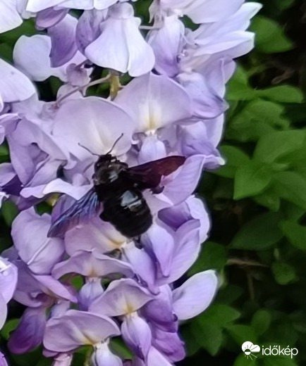 Lila akác a kedvencem...