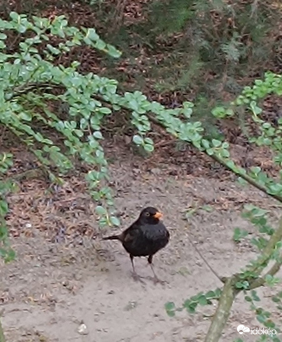 Én itt csak nézelődök. És te?